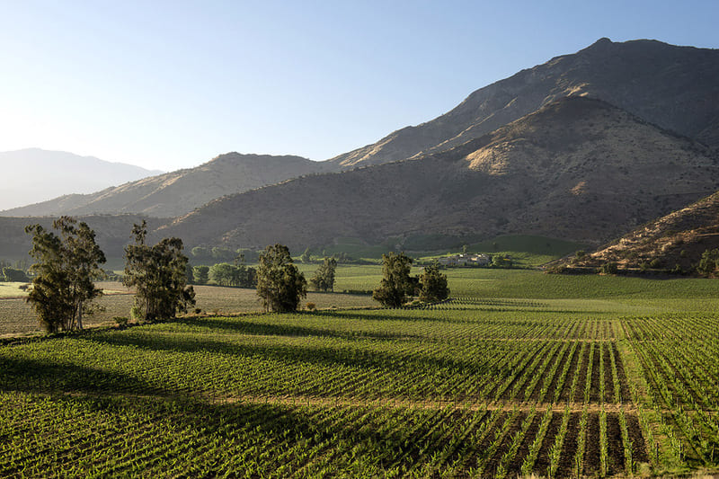 Central Valley - Khu vực rượu vang lớn nhất của Chile