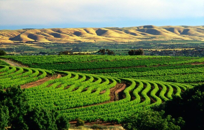 Vùng nho Barossa - Nơi sản xuất ra những chai rượu Barossa Valley